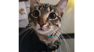 Lost Pet: Butters