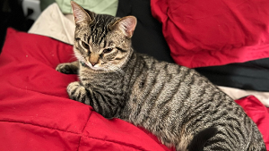Lost Pet: Avis Episkey