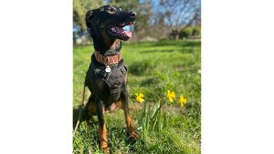 Lost Pet: Tsuki
