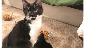 Lost Pet: Mustache