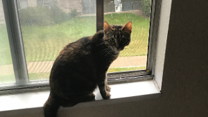 Lost Pet: NANI