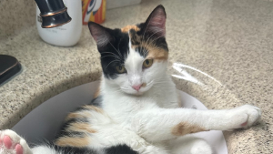 Lost Pet: Honey