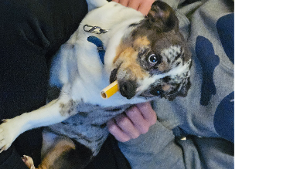 Lost Pet: Freckles