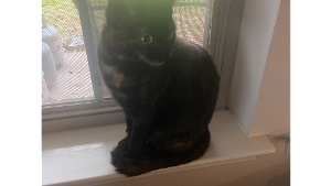 Lost Pet: Jinx