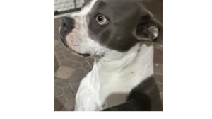 Lost Pet: LADY