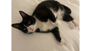 Lost Pet: Eloise