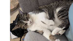 Lost Pet: Tabitha