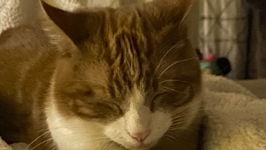 Lost Pet: Alfie