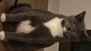 Lost Pet: Pudding
