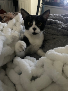 Lost Pet: Salem