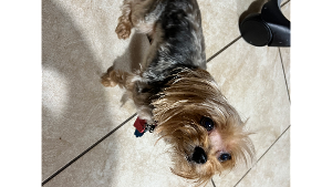 Lost Pet: Lila