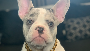 Lost Pet: Bella