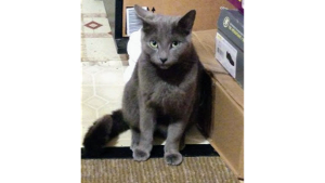 Lost Pet: Ashley