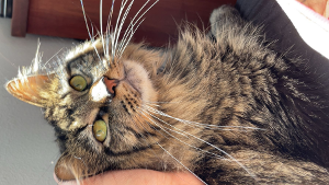 Lost Pet: Jinx