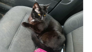 Lost Pet: Dopey