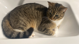 Lost Pet: ELLIE
