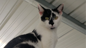 Lost Pet: Smuge