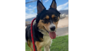 Lost Pet: Dutch