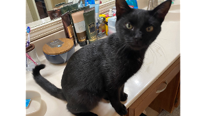Lost Pet: Salem