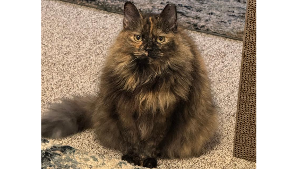 Lost Pet: Fluffy