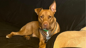 Lost Pet: Charlie icee