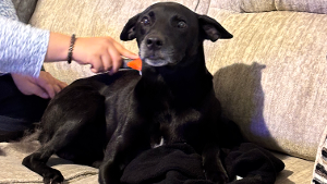 Lost Pet: Bobby