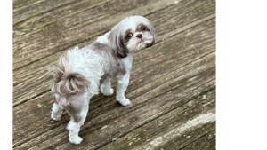 Lost Pet: Rosie