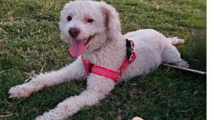 Lost Pet: Sheep