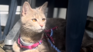 Lost Pet: Tiny Texan