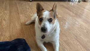 Lost Pet: Charlie