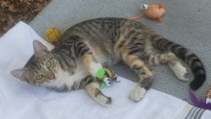 Lost Pet: Petunia