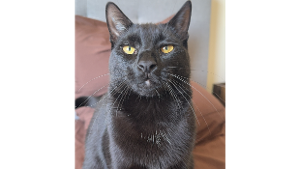 Lost Pet: Simon