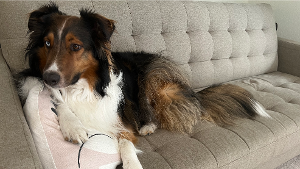 Lost Pet: Roscoe