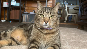 Lost Pet: Chips