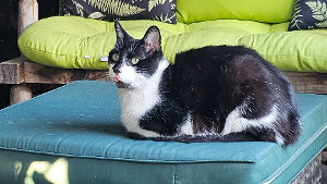 Lost Pet: Loki