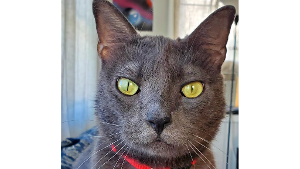 Lost Pet: Nikolai