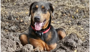 Lost Pet: Henry