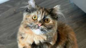 Lost Pet: Penny