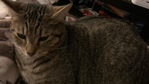 Lost Pet: Griffin