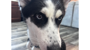 Lost Pet: Miya