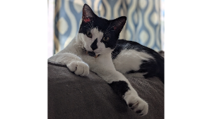 Lost Pet: Wade Wilson