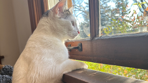 Lost Pet: Moo Moo
