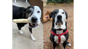 Lost Pet: Oliver