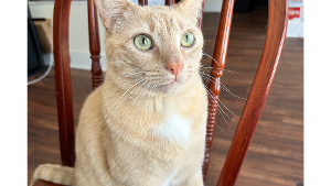 Lost Pet: Mango