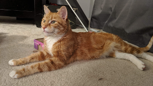 Lost Pet: Karl