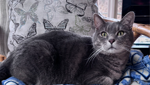 Lost Pet: Bubba