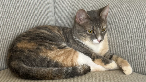 Lost Pet: Hidey
