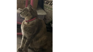 Lost Pet: Phoebe