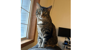 Lost Pet: Marlo    *Declawed*