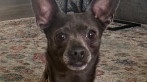 Lost Pet: Winston